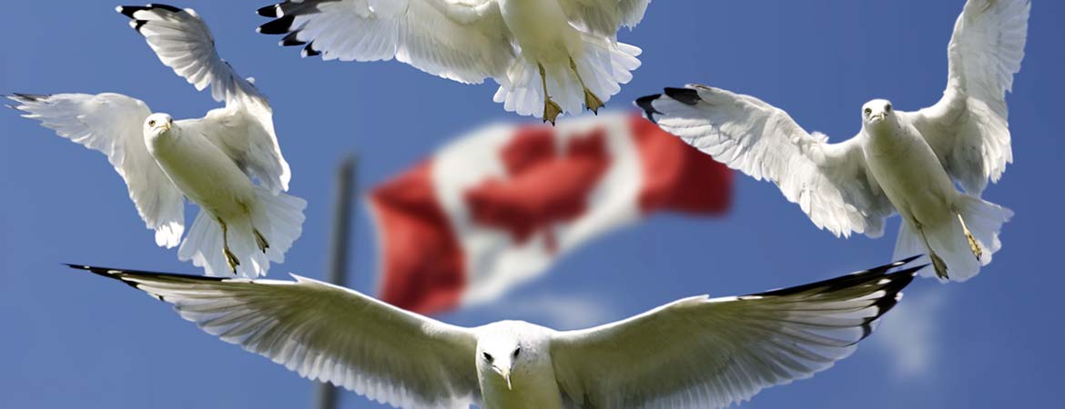 CASL: Canada's Anti-Spam Legislation